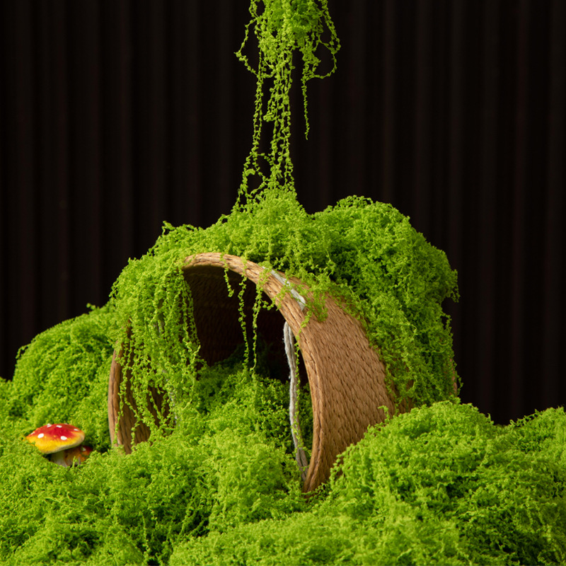 200g Eternal Life Moss DIY Cra - đánh giá và giá Bonsai Garden Home