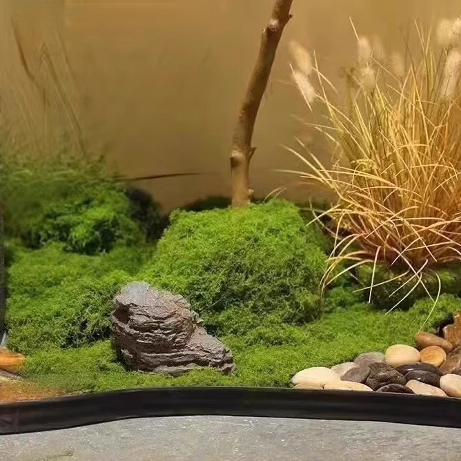 200g Eternal Life Moss DIY Cra - đánh giá và giá Bonsai Garden Home