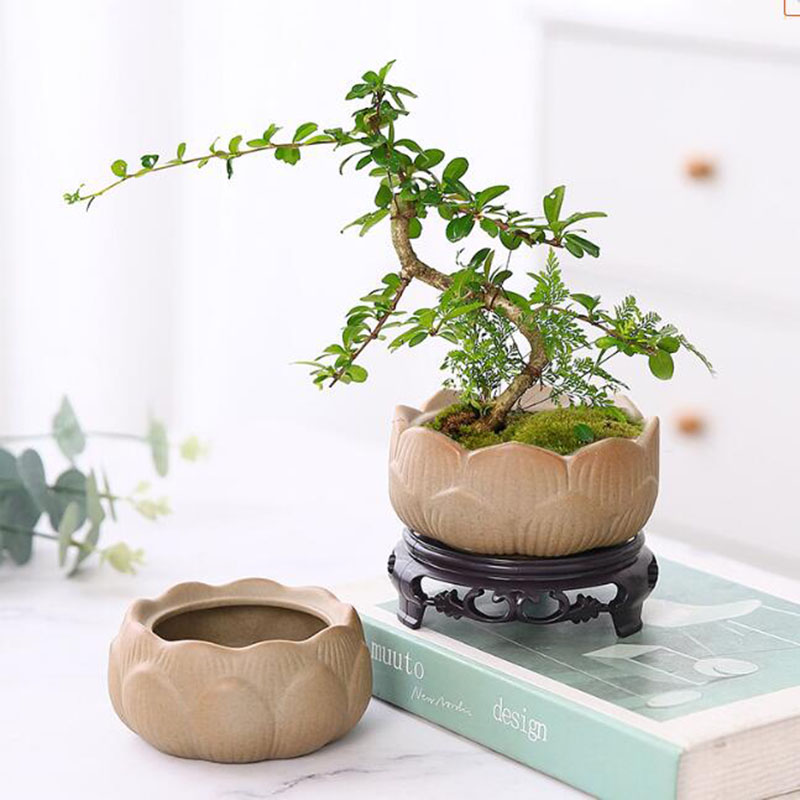 Coarse Pottery Lotus Green Pla - đánh giá và giá Bonsai Garden Art