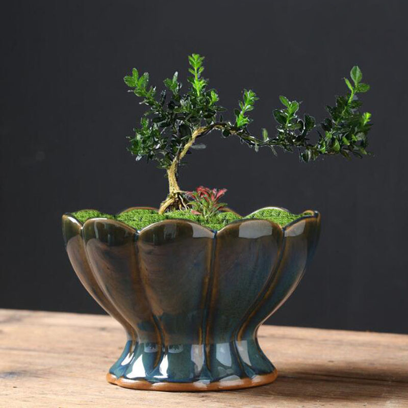Kiln Transmutation Glazed Eggs - đánh giá và giá Bonsai Garden Art